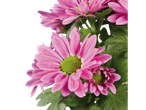 Lindas flores de crisântemo rosa em close.