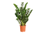 Planta Zamioculcas zamiifolia em um vaso laranja.