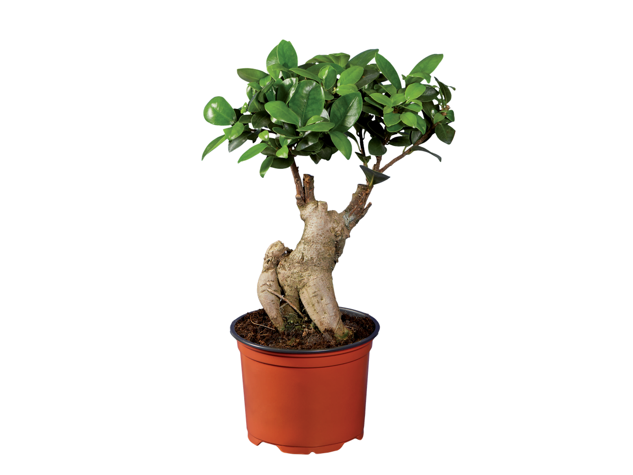 Een kleine bonsaiboom in een oranje pot.