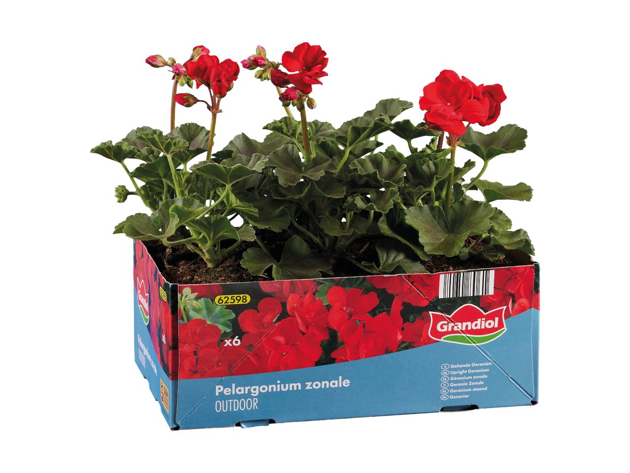 Røde pelargonier i en papkasse med teksten 'Pelargonium zonale OUTDOOR'.
