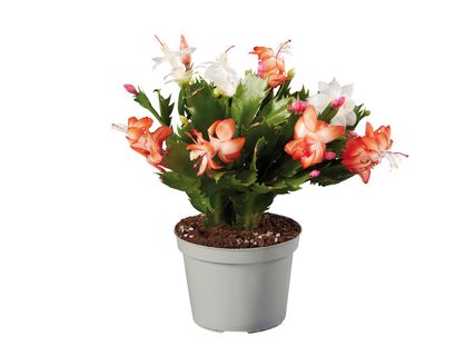 Kétszínű karácsonyi kaktusz*