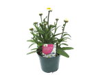 Leucanthemum maximum 'Snow Lady F1' in a pot.