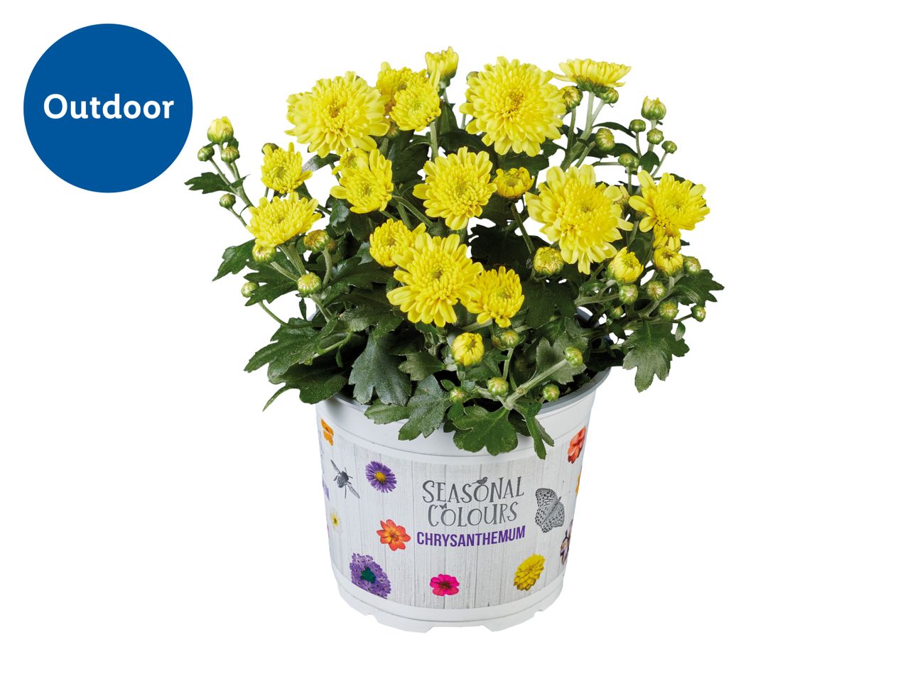 Potted yellow chrysanthemum plant with green leaves, labeled 'Outdoor Seasonal Colours Chrysanthemum'