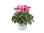 Cyclamen in een witte pot.