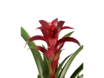 Bromélia vermelha, planta de interior.