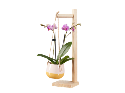 Dekoratív mini orchidea*
