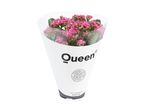 Pink Kalanchoe buket fra Queen.