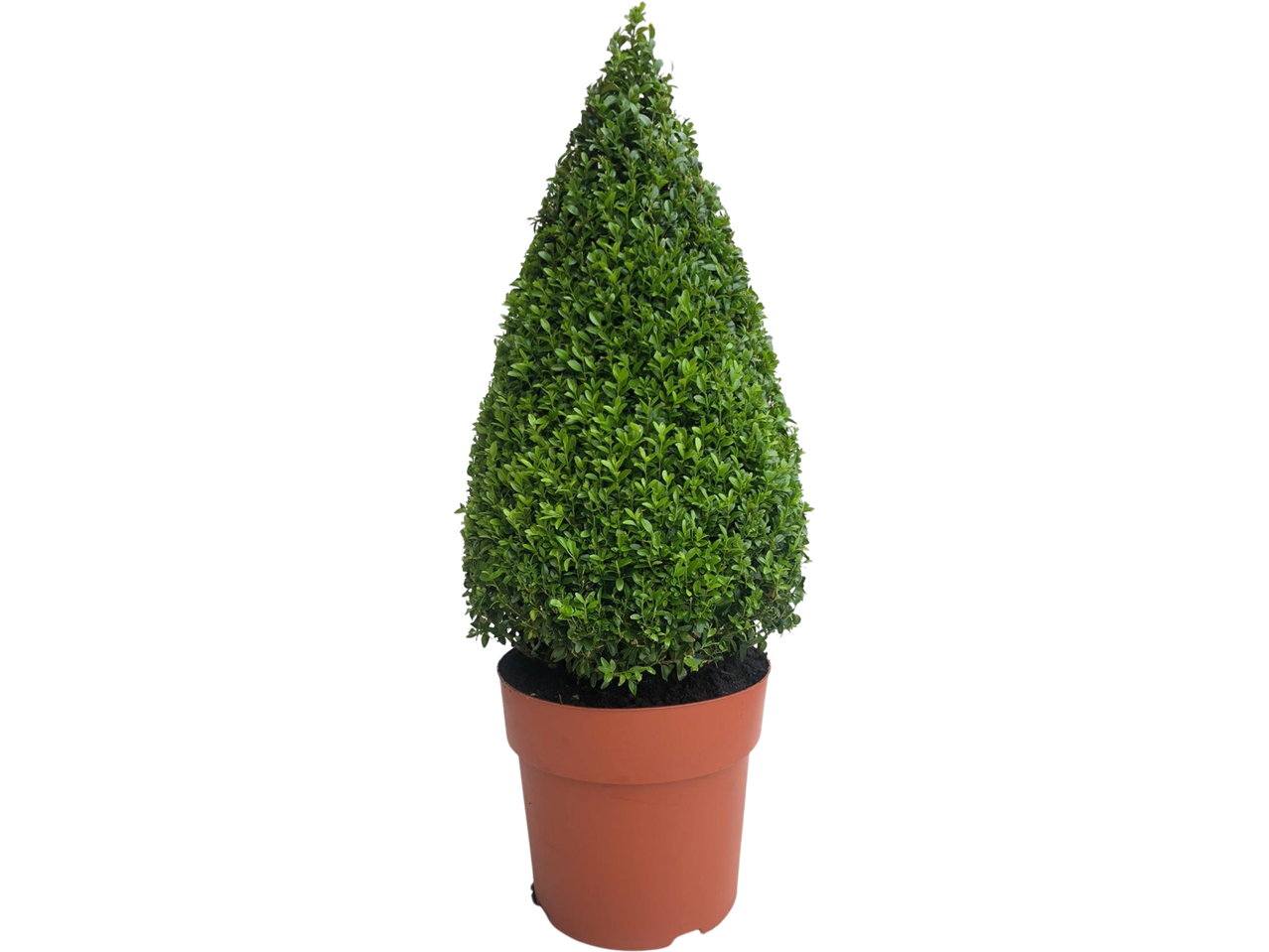 Extra large buxus pyramid in a terracotta pot.