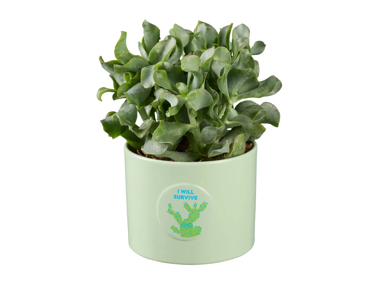 A green potted succulent with a humorous 'I WILL SURVIVE' cactus design.