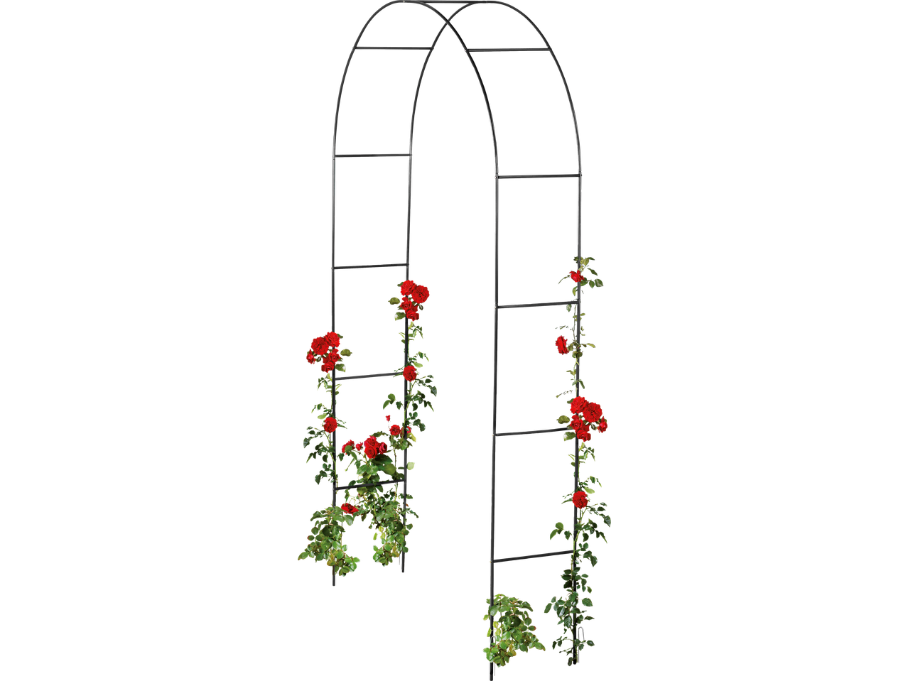 Arco de rosas Livarno com rosas vermelhas trepadeiras, ideal para jardins.