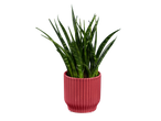 Planta cobra em vaso rosa.