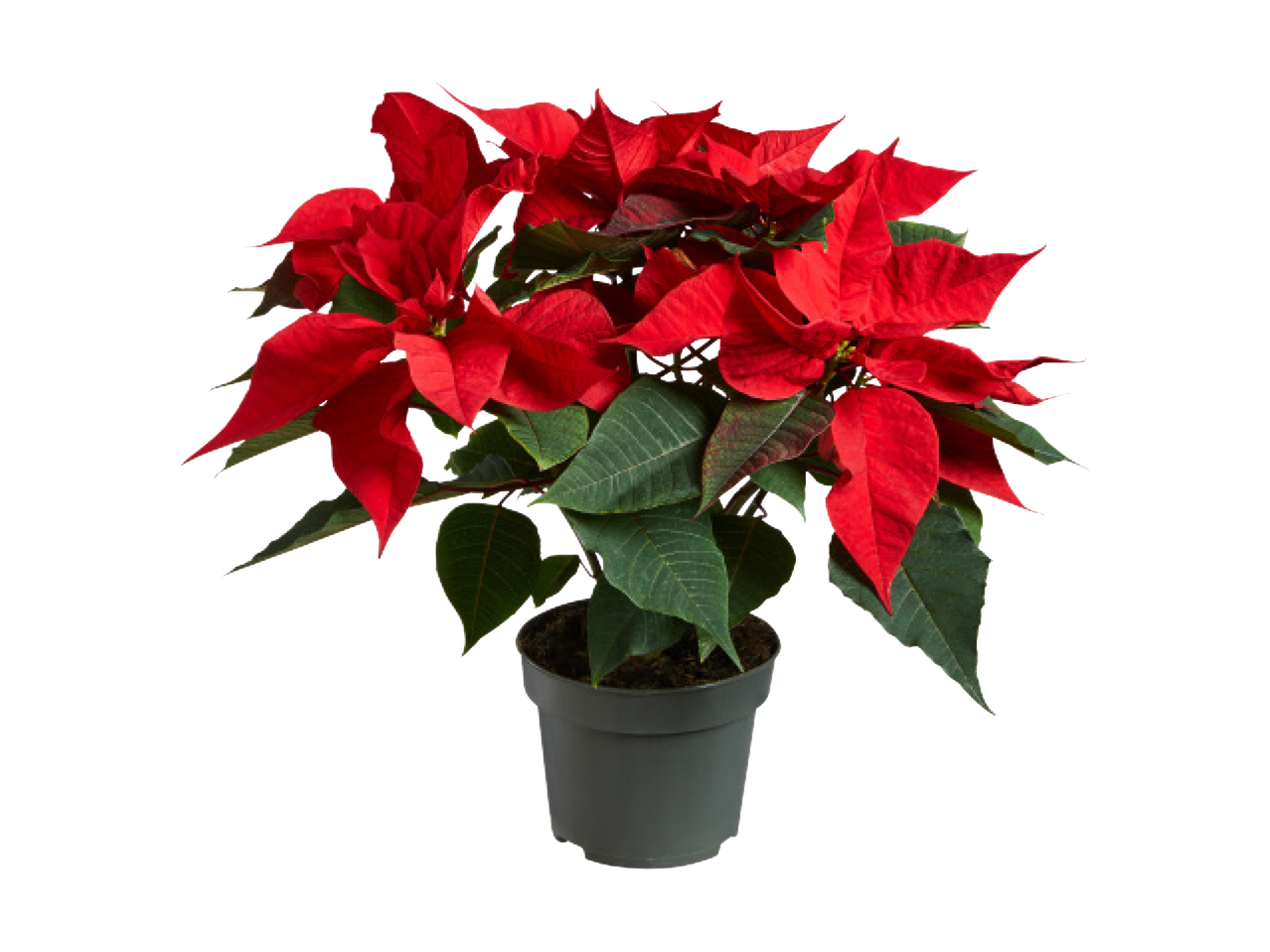 Poinsettija podā ar spilgti sarkanām un zaļām lapām.
