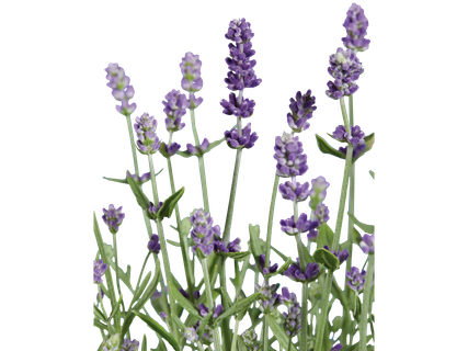 Lavendel XXL