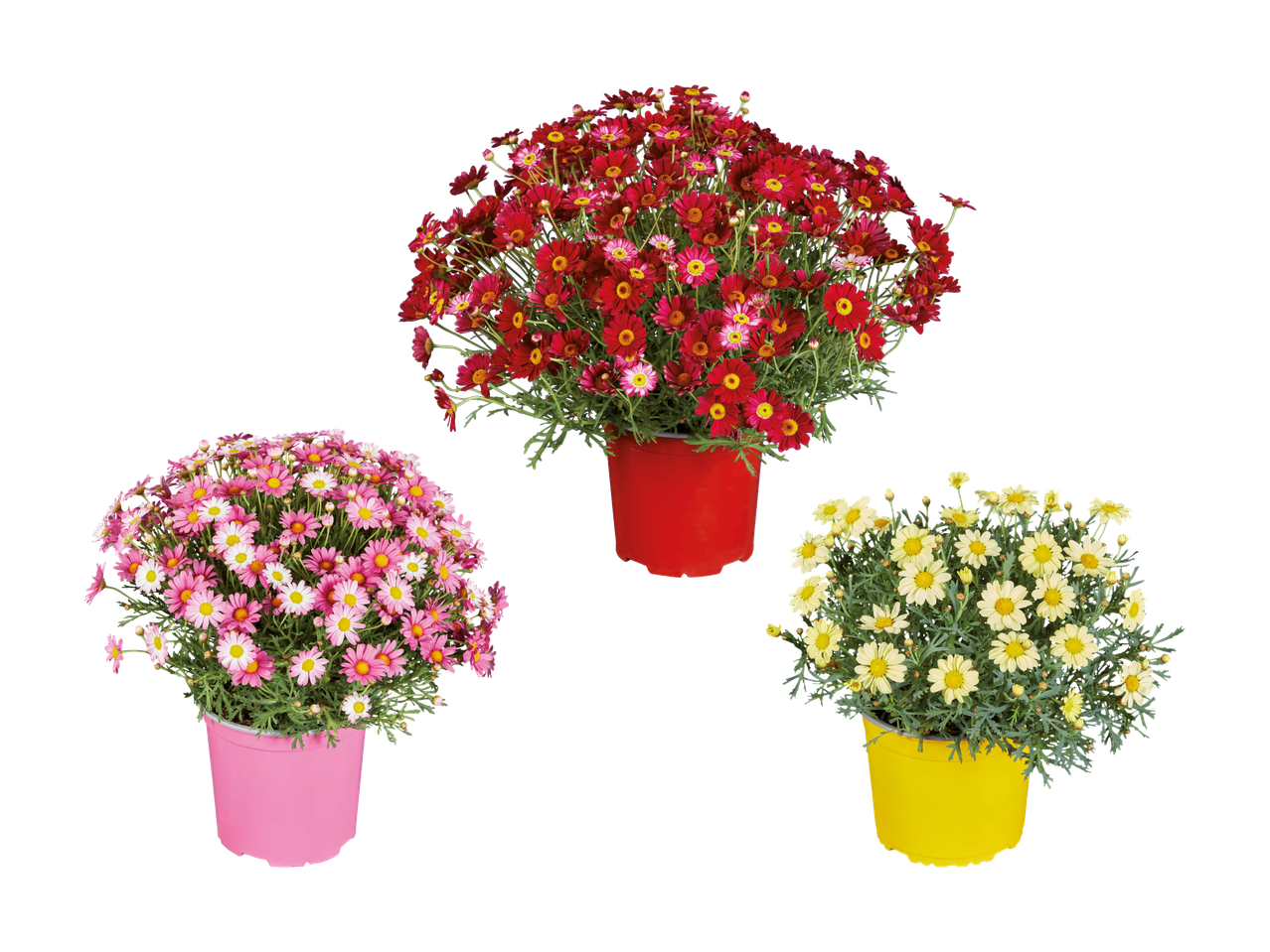 Drei Töpfe mit bunten Gänseblümchen: rosa, rot und gelb, auf schwarzem Hintergrund.