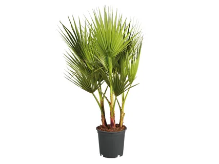 Winterharte Palme