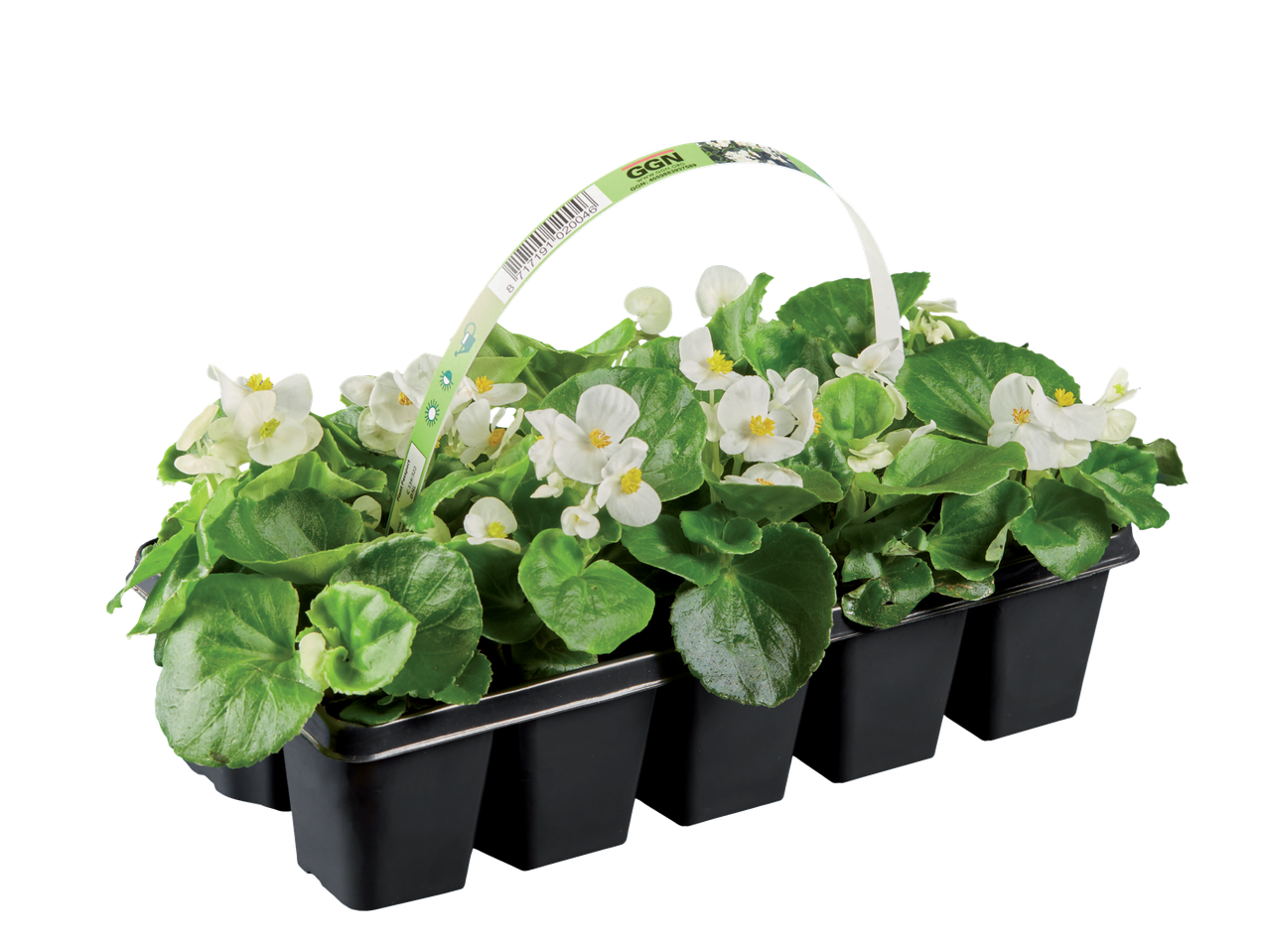 Lonček z belimi begoniami GGN.