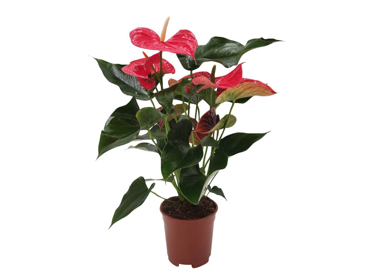 Pianta di anthurium con fiori rossi e foglie verdi in un vaso marrone.