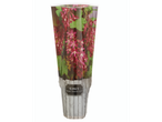 Ribes 'King Edward VII' plant in a decorative pot with a wooden plank design
