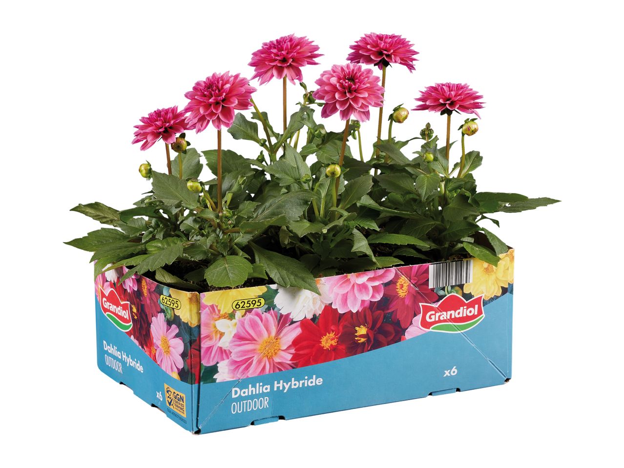 Pink dahlia plants in a blue and floral patterned box, labeled 'Dahlia Hybride OUTDOOR'