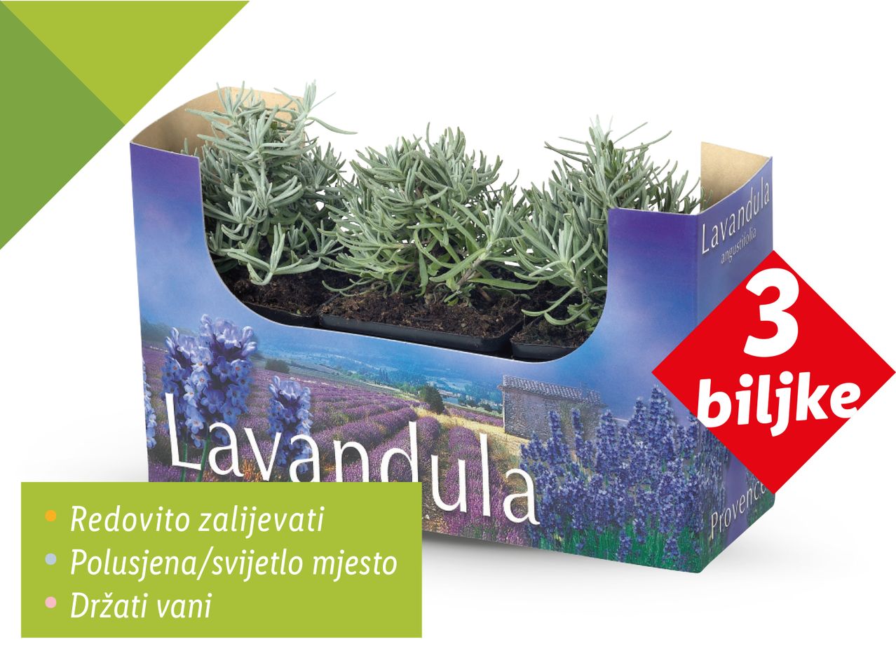 Tri sadnice lavande Lavandula angustifolia u pakiranju.