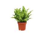 Asplênio verde em vaso.