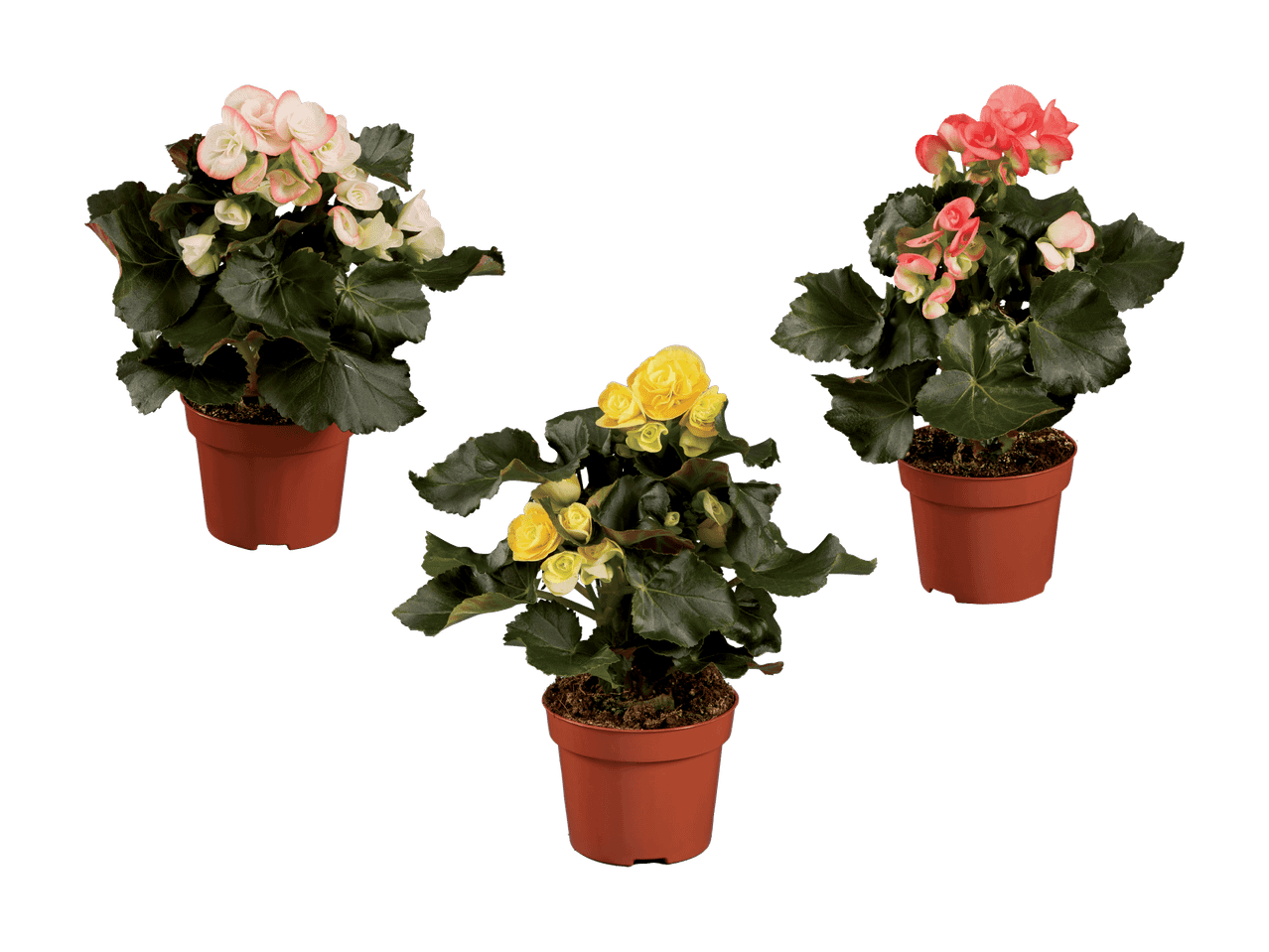 Trois bégonias en pot avec des fleurs roses, jaunes et rouges.