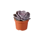 Echeveria succulent in a pot.