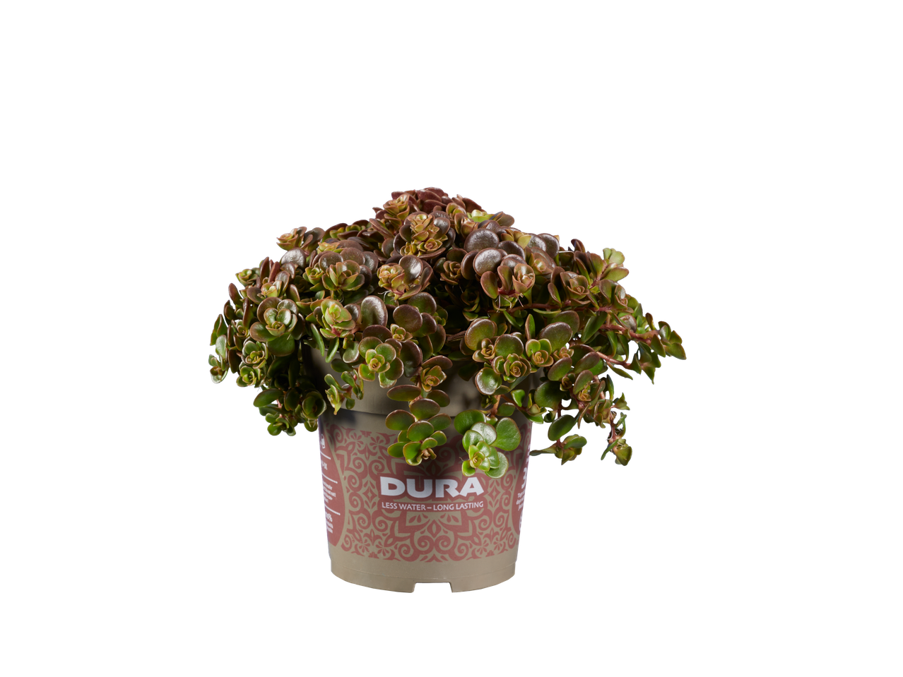 Dura plant in pot.