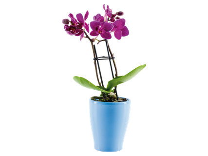 Mini orchidea kerámiában*