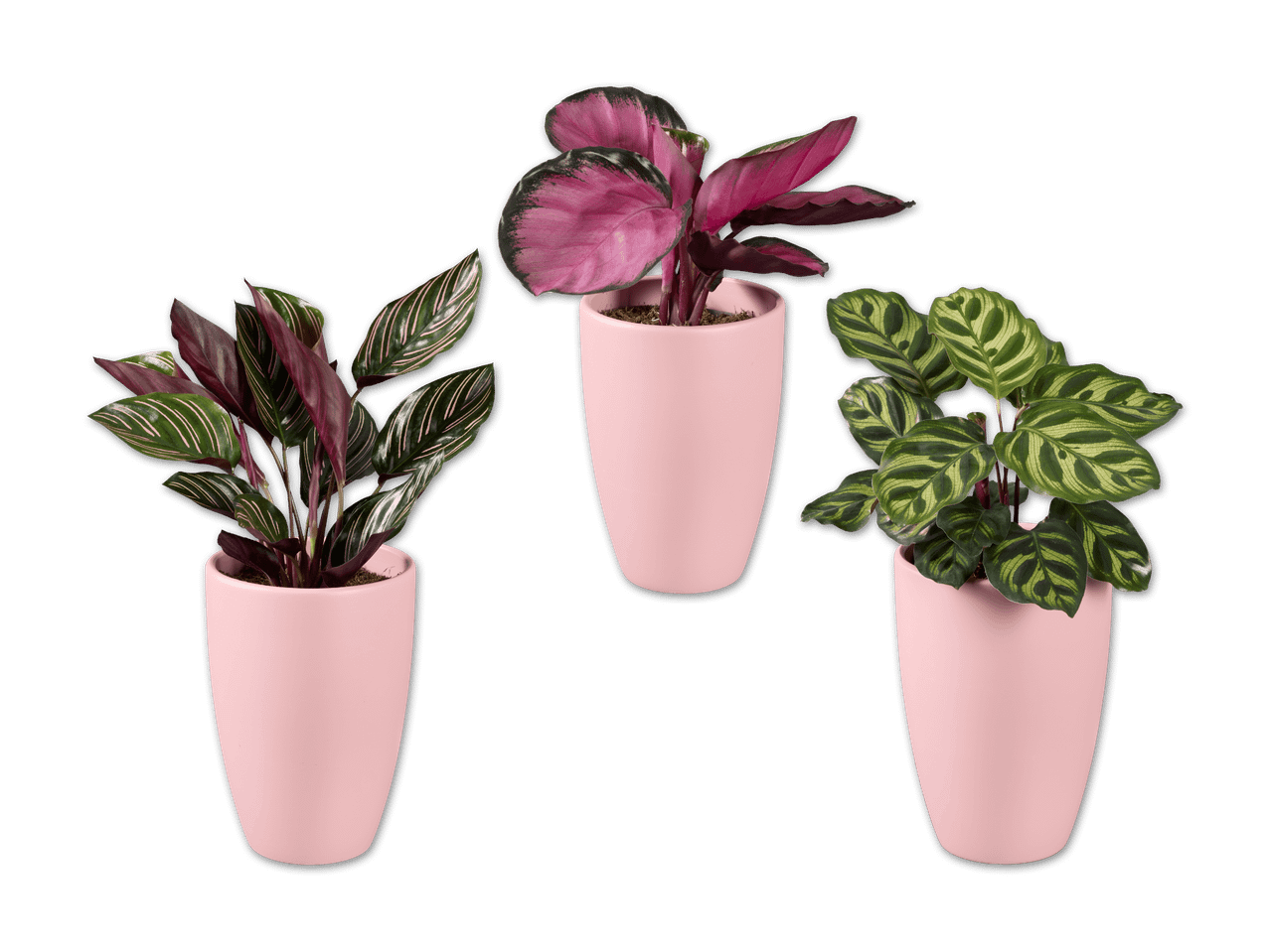 Drei Calathea-Pflanzen in rosa Töpfen, mit unterschiedlichen Blattmustern und Farben.