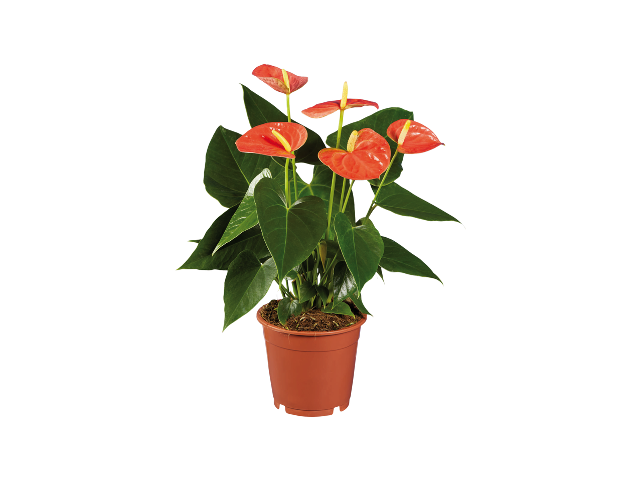 Anthurium Andreanum