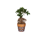 Bonsai in a decorative pot with floral patterns.