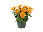 Oranje chrysanten in een pot.