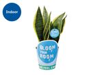 Indoor snake plant in a blue and green pot with text 'Bloom Your Room'.