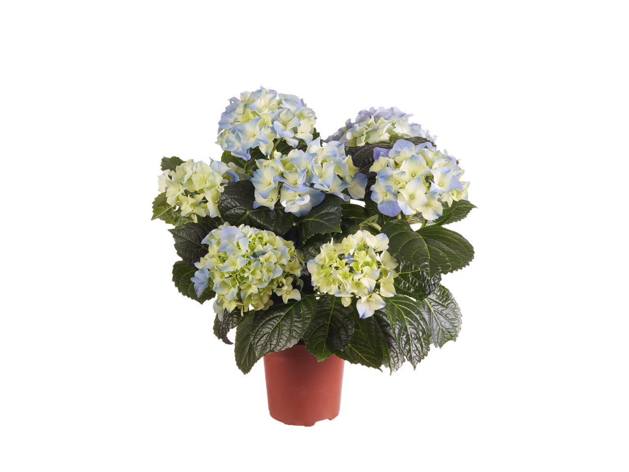 Blauw-witte hortensia's in pot.
