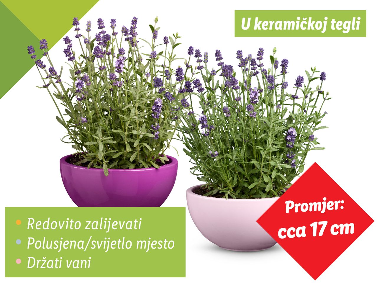 Dvije biljke lavande u keramičkim teglima promjera cca 17 cm.