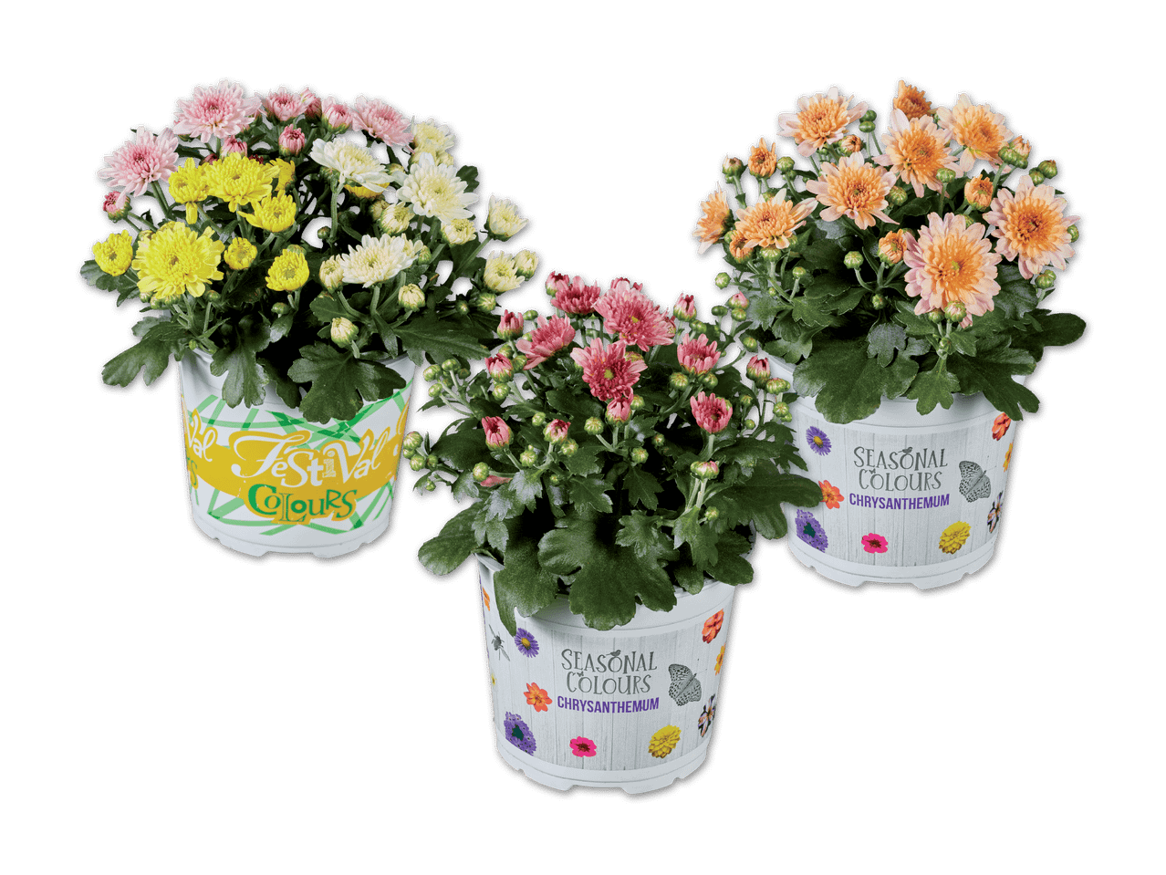 Drei Chrysanthemen-Pflanzen in Töpfen mit der Aufschrift „Seasonal Colours“ und „Festival Colours“.