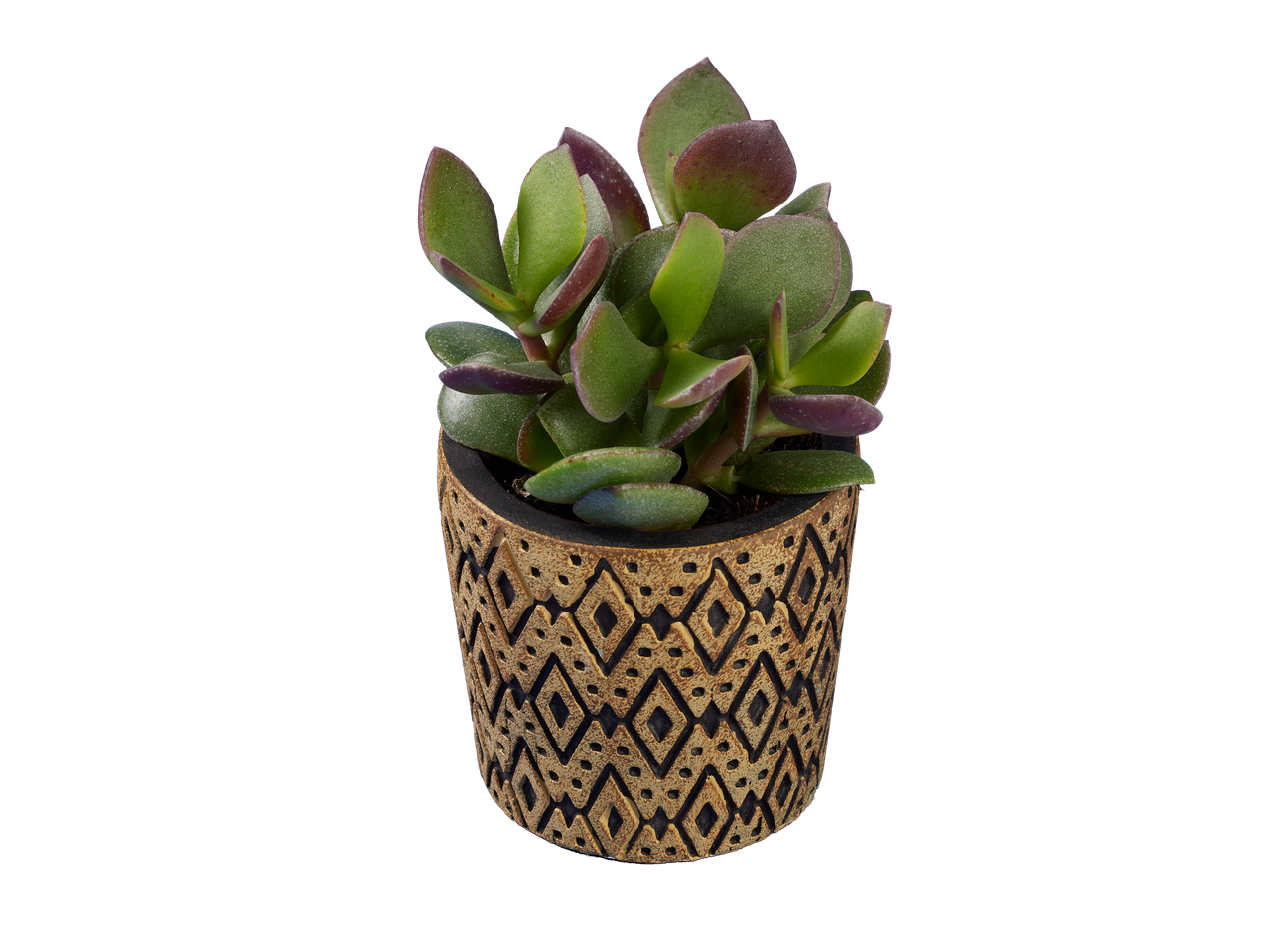 Plante succulente dans un pot décoré.