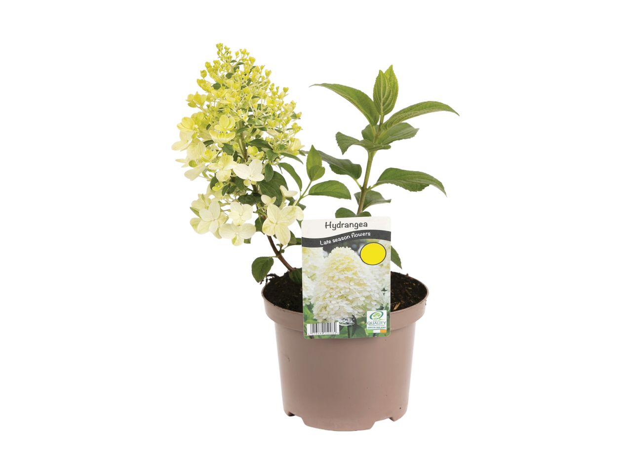 A potted Hydrangea plant with light green and white flowers and a plant tag.