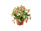 Planta Kalanchoe em um vaso marrom.