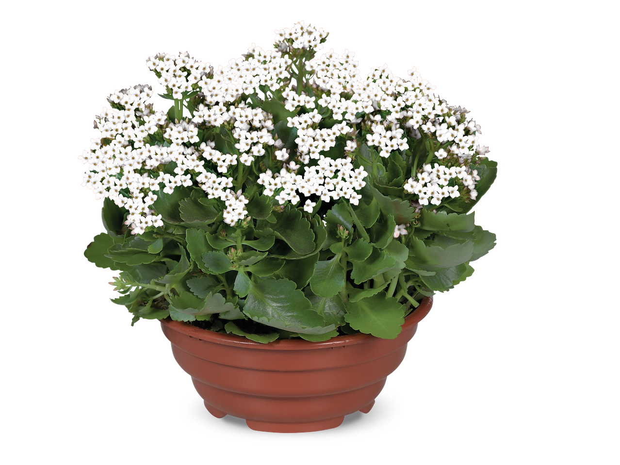 Witte Kalanchoë in een bruine pot