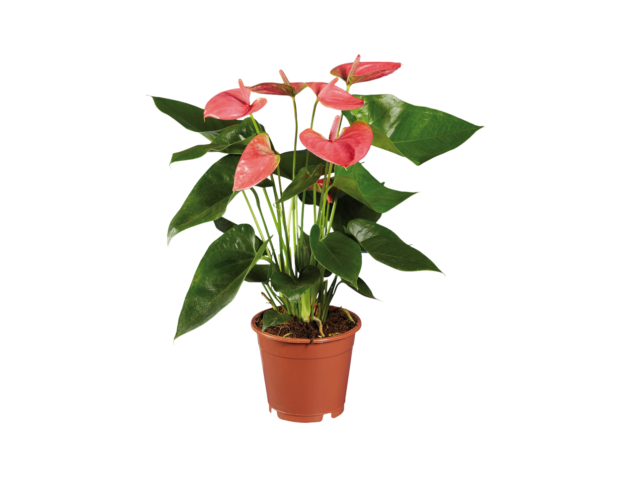 Anthurium Andreanum