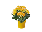 Yellow begonias in a yellow pot.