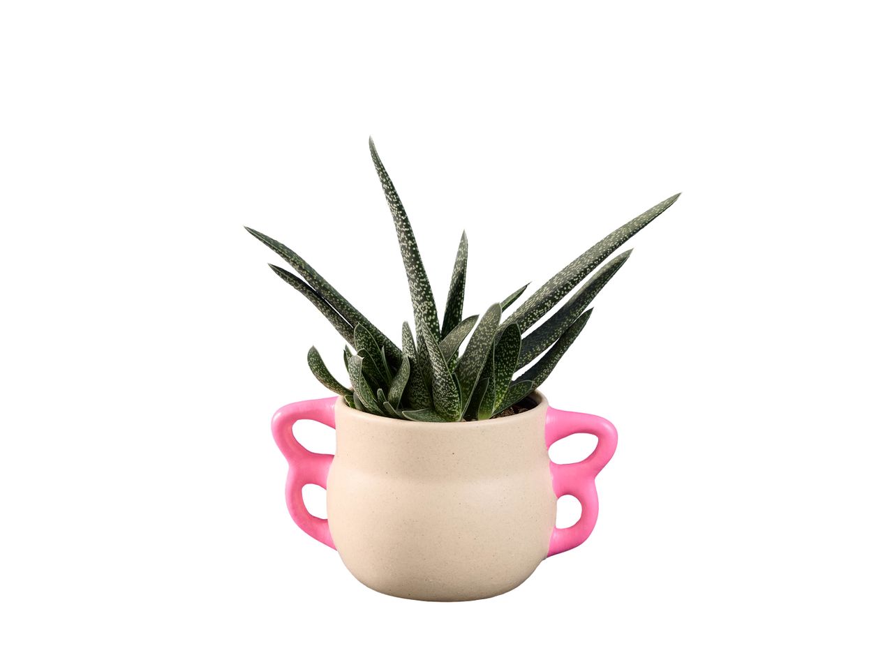 Plante aérienne dans un petit pot rose pâle avec des anses.