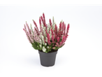 Roze en witte heideplanten in pot.