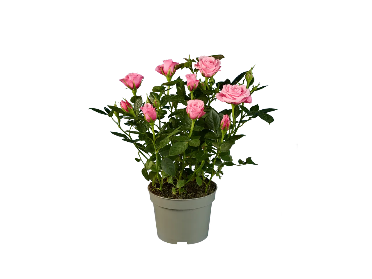 Pot met meerdere roze rozen in bloei.