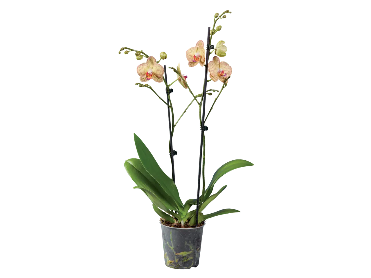 Orhidee Phalaenopsis într-un ghiveci, cu flori de culoare crem-roz.