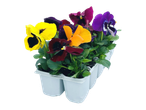 Colorful pansy bedding plants in a white tray.