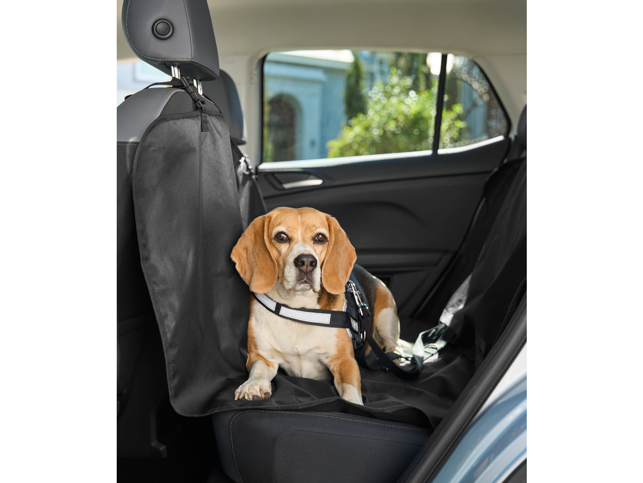 Beagle dog in a car seat cover, secured with a harness.