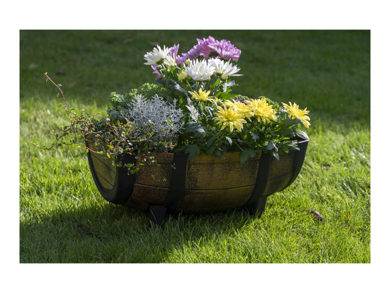 Barrel planter with white, yellow, and purple chrysanthemums, and green foliage on grass.
